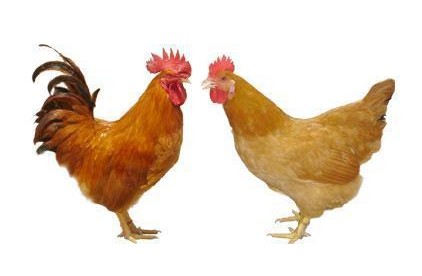 信宜特产三黄鸡 信宜特产三黄鸡