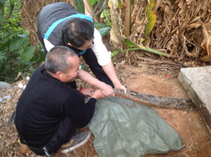高州玉湖景区一大蟒蛇外出“寻夫”被人抓获 高州玉湖景区一大蟒蛇外出“寻夫”被人抓获