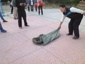 高州玉湖景区一大蟒蛇外出“寻夫”被人抓获 高州玉湖景区一大蟒蛇外出“寻夫”被人抓获