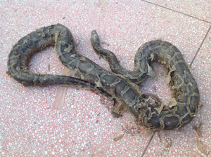 高州玉湖景区一大蟒蛇外出“寻夫”被人抓获 高州玉湖景区一大蟒蛇外出“寻夫”被人抓获