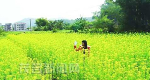 东镇十腰村油菜花盛开 引来大批游人观赏 东镇十腰村油菜花盛开 引来大批游人观赏